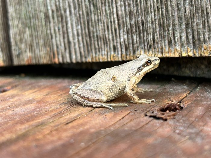 Cedar Bog Nature Preserve | Urbana Ohio | Happy First Day of Spring and ...