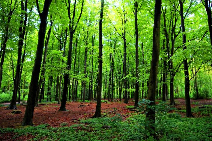 Cedar Bog Nature Preserve | Urbana Ohio | Trees and How They Work ...
